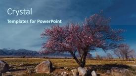  Presentation with spring tree - Presentation enhanced with spring-landscape-with-apricot-tree background and a ocean colored foreground