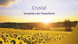  Presentation with sunflower - Theme having spring-landscape-with-blooming-sunflower background and a light blue colored foreground