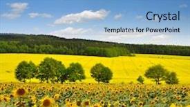  Presentation with sunflower sunflower sunflower sunflower sunflower - Slides consisting of spring landscape with sunflower field background and a light blue colored foreground