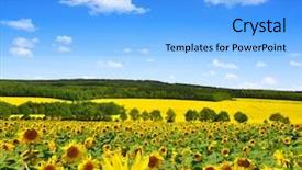  Presentation with sunflower sunflower sunflower sunflower sunflower - PPT theme featuring spring landscape with sunflower field background and a light blue colored foreground