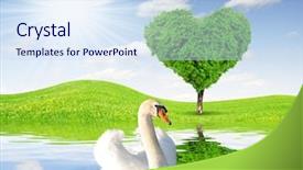  Presentation with heart shape tree - PPT theme with spring landscape with swan and tree in the shape of heart background and a sky blue colored foreground
