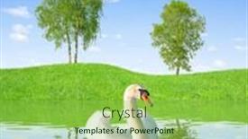  Presentation with spring water - Colorful slide set enhanced with spring-landscape-with-swan backdrop and a yellow colored foreground