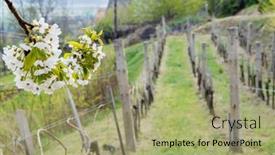  Presentation with region - Theme having spring-landscape-with-vineyrd background and a mint green colored foreground
