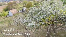  Presentation with region - Presentation theme enhanced with spring-landscape-with-vineyrd background and a gray colored foreground