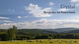  Presentation with sheep - PPT layouts consisting of spring-landscape-with-white-sheep background and a light blue colored foreground