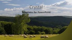  Presentation with sheep - PPT theme enhanced with spring-landscape-with-white-sheep background and a light blue colored foreground