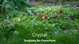  Presentation with daisy - Cool new PPT theme with spring-lawn-with-red-daisy backdrop and a forest green colored foreground