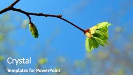  Presentation with life - Presentation theme having spring leaf - new life concepts background and a  colored foreground