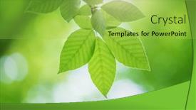  Presentation with spring tree - Presentation consisting of spring-leaf-of-beech-tree background and a yellow colored foreground