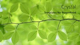  Presentation with spring tree - Beautiful presentation featuring spring-leaf-of-beech-tree backdrop and a shamrock green colored foreground