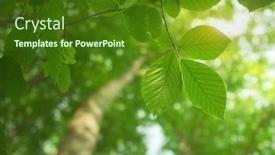  Presentation with spring tree - Presentation consisting of spring-leaf-of-beech-tree background and a forest green colored foreground