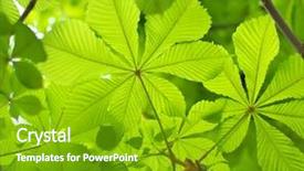  Presentation with forest beautiful spring nature - Beautiful PPT layouts featuring spring leaf of chestnut nature backdrop and a shamrock green colored foreground