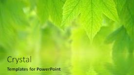  Presentation with spring water - Cool new slides with spring-leaf-of-maple-beautiful backdrop and a yellow colored foreground