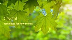 Presentation with maple leaf - Presentation theme enhanced with spring leaf of maple composition of nature background and a tawny brown colored foreground