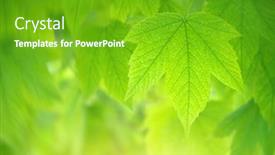  Presentation with maple leaf - Theme featuring spring-leaf-of-maple background and a shamrock green colored foreground