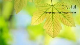  Presentation with maple leaf - Presentation design having spring-leaf-of-maple background and a yellow colored foreground