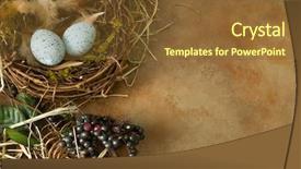  Presentation with frame border - Beautiful theme featuring spring leaves and a bird backdrop and a tawny brown colored foreground