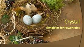  Presentation with frame border - Presentation design consisting of spring leaves and a bird background and a tawny brown colored foreground