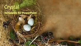  Presentation with frame border - Audience pleasing PPT theme consisting of spring leaves and a bird backdrop and a tawny brown colored foreground