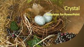  Presentation with frame border - PPT layouts featuring spring leaves and a bird background and a tawny brown colored foreground