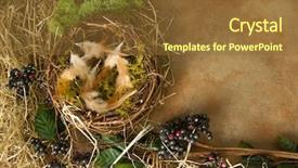  Presentation with frame border - Colorful theme enhanced with spring leaves and a bird backdrop and a tawny brown colored foreground