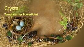  Presentation with frame border - Colorful PPT theme enhanced with spring leaves and a bird backdrop and a tawny brown colored foreground