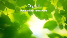  Presentation with leaves - PPT theme featuring spring leaves in the morning background and a tawny brown colored foreground