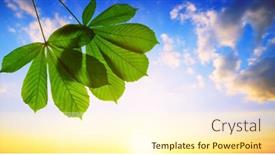  Presentation with spring tree - Cool new PPT theme with spring-leaves-of-chestnut-tree backdrop and a cream colored foreground