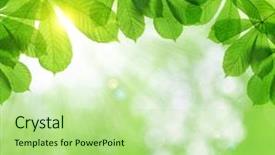  Presentation with spring tree - Audience pleasing presentation theme consisting of spring leaves of chestnut tree backdrop and a mint green colored foreground