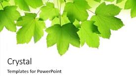  Presentation with maple leaves - Theme having spring leaves of maple tree background and a white colored foreground