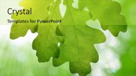  Presentation with oak tree - Slides with spring leaves of oak tree background and a yellow colored foreground