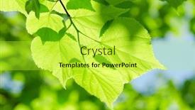  Presentation with banana stem tree and leaf - Slides featuring spring leaves on a tree background and a yellow colored foreground