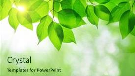  Presentation with green leaves - PPT layouts consisting of spring leaves on natural green background and a mint green colored foreground