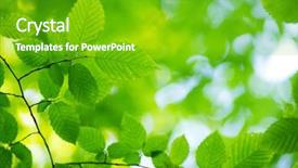  Presentation with leaves - Theme featuring spring leaves background and a shamrock green colored foreground