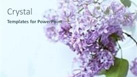  Presentation with spring water - Presentation theme having spring lilac in a glass of water seen from above background and a cool aqua colored foreground