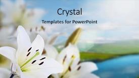  Presentation with river floods - PPT theme consisting of spring madonna lilies on landscape background and a  colored foreground