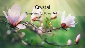  Presentation with magnolia - Slide set consisting of spring magnolia blossom background beautiful background and a soft green colored foreground