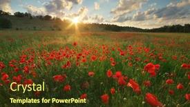  Presentation with poppies - Slide deck enhanced with spring-meadow-of-poppies-sunset background and a tawny brown colored foreground