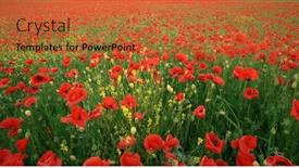  Presentation with poppies - Slide deck consisting of spring-meadow-of-poppies-texture background and a red colored foreground