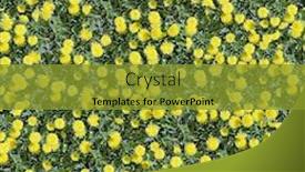  Presentation with meadow - Presentation theme featuring spring-meadow-with-a-lot background and a gold colored foreground