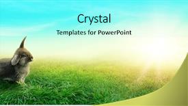  Presentation with rabbit - Presentation featuring spring meadow with a rabbit background and a arctic colored foreground