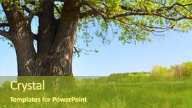  Presentation with meadow - Cool new theme with spring meadow with big tree backdrop and a gold colored foreground