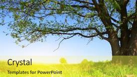  Presentation with spring tree - PPT theme with spring meadow with big tree background and a yellow colored foreground