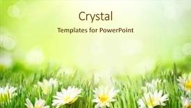  Presentation with nature design - PPT theme featuring spring meadow with daisies grass background and a cream colored foreground