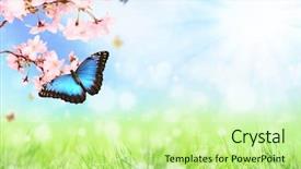  Presentation with meadow - PPT theme having spring meadow with exotic butterfly background and a mint green colored foreground