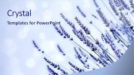  Presentation with purple spring - Beautiful slide set featuring spring medical - lavender flower field background fresh backdrop and a sky blue colored foreground