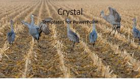  Presentation with moving - Audience pleasing PPT layouts consisting of spring migrating sandhill cranes moving backdrop and a coral colored foreground