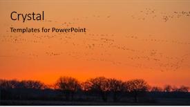  Presentation with moving - Cool new theme with spring migrating sandhill cranes moving backdrop and a gold colored foreground
