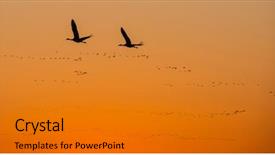  Presentation with birds moving presentaion - PPT layouts enhanced with spring migrating sandhill cranes moving background and a gold colored foreground