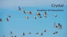  Presentation with how to add moving curtains to a - Amazing slide deck having spring migrating sandhill cranes moving backdrop and a light blue colored foreground